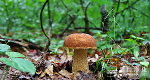 食用菌凈化車間設(shè)計、施工、安裝、檢測專業(yè)廠家